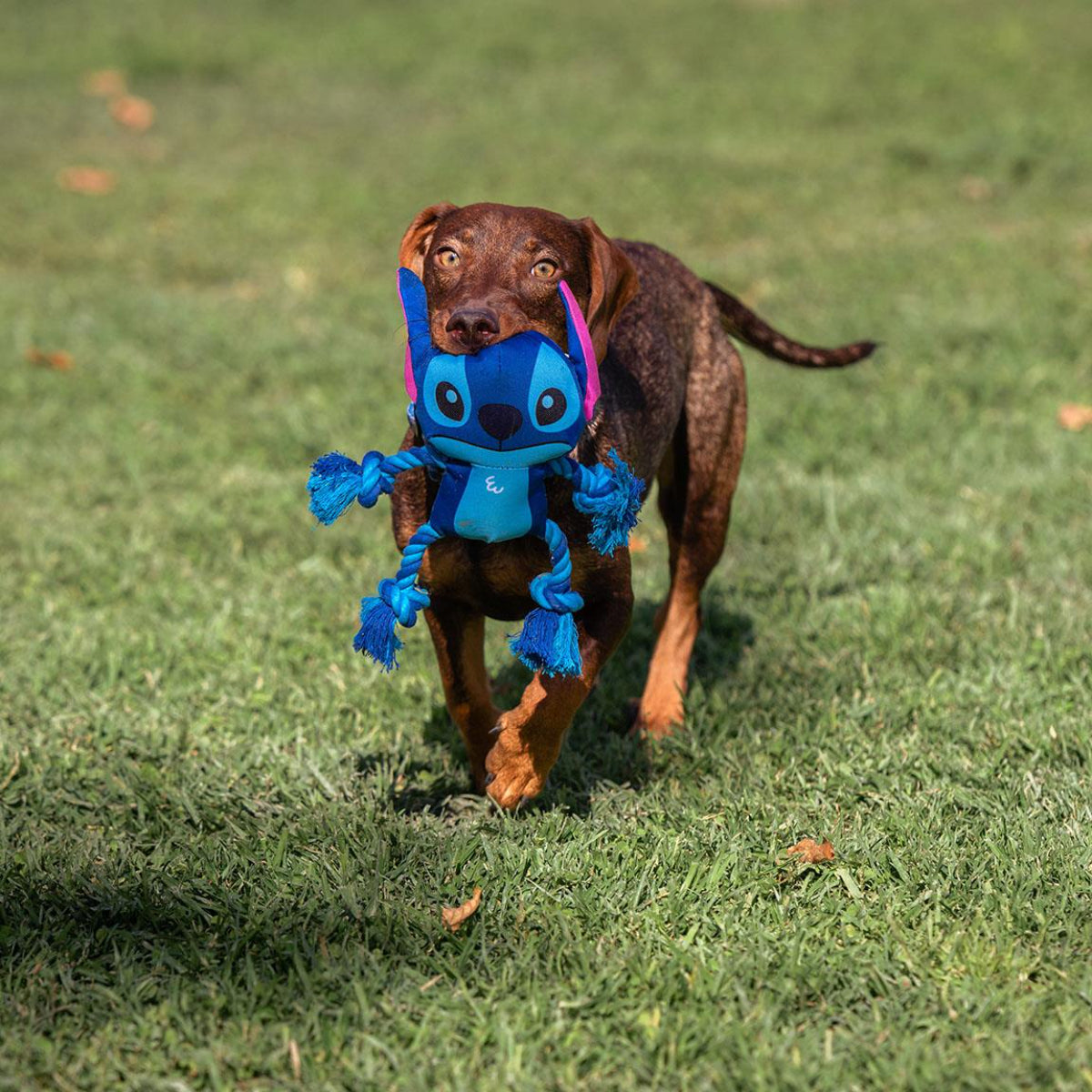 Disney Stitch Hundespielzeug Beißrform für gesunde Zähne und Zahnfleisch