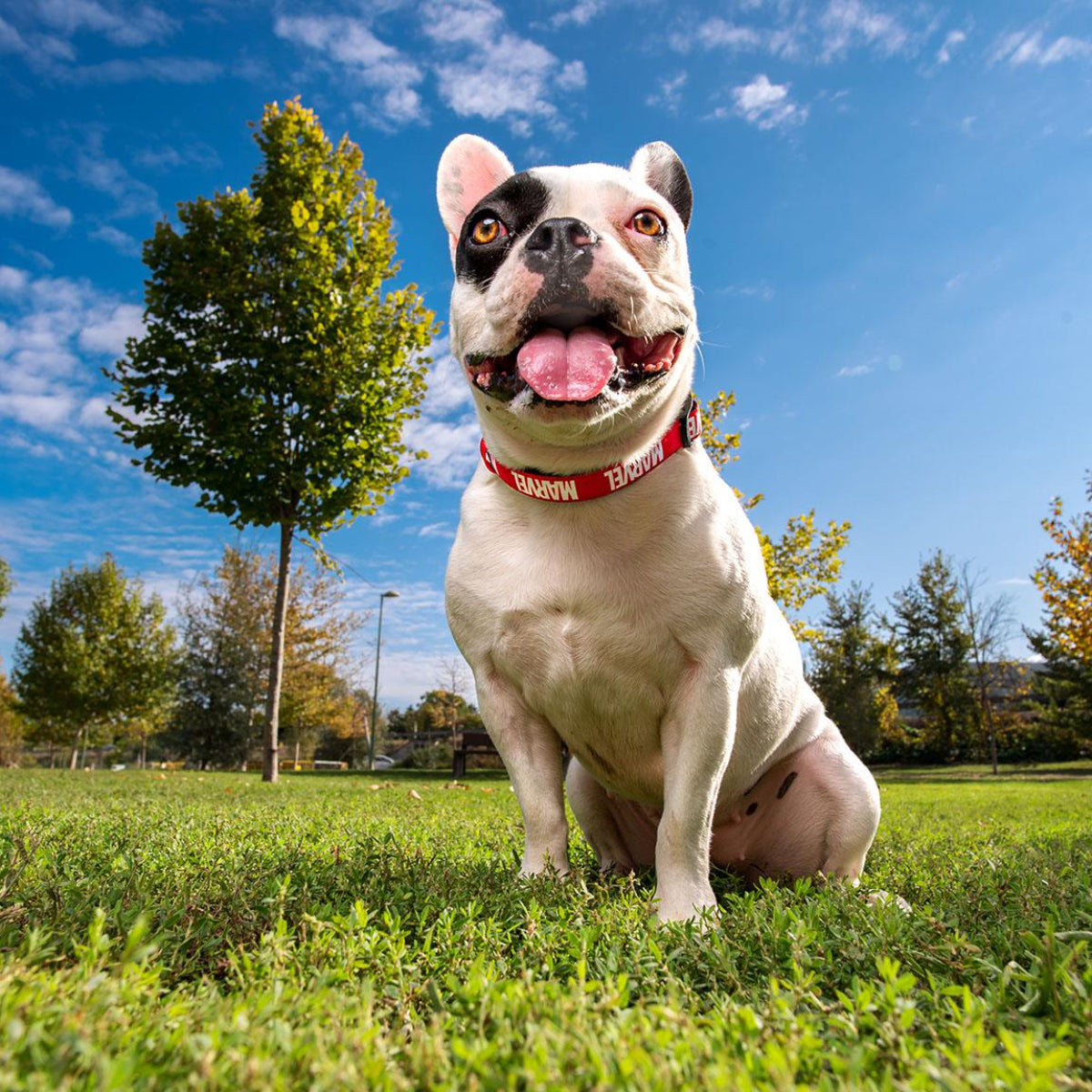 Marvel Hundehalsband  XS / S - Verstellbar, robust & bequem