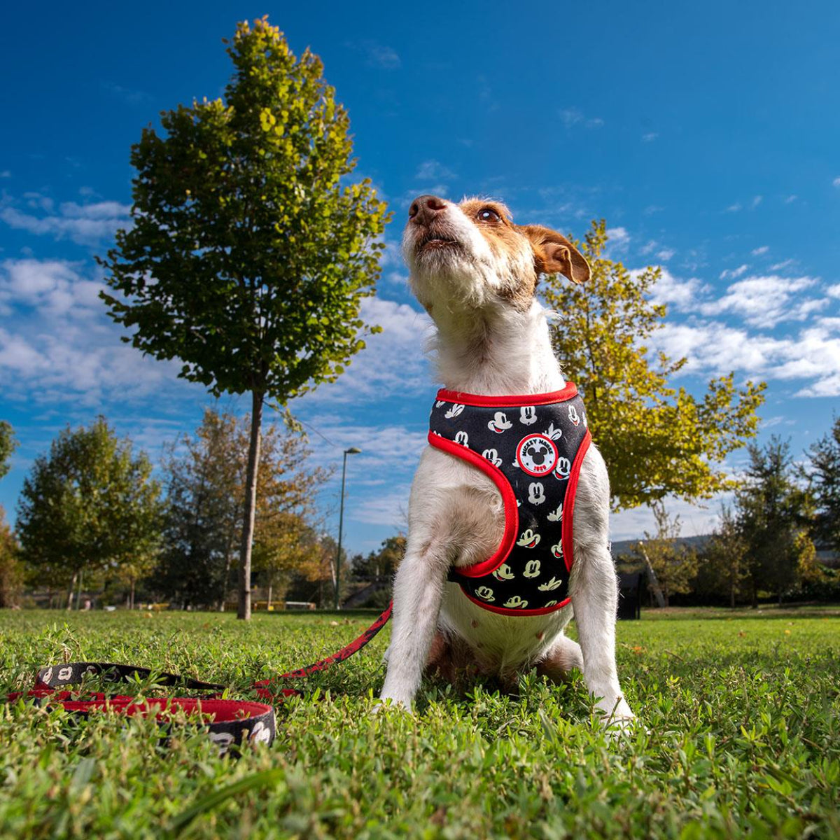 Disney Mickey Mouse Hundegeschirr S/M Verstellbar & bequem für Hunde