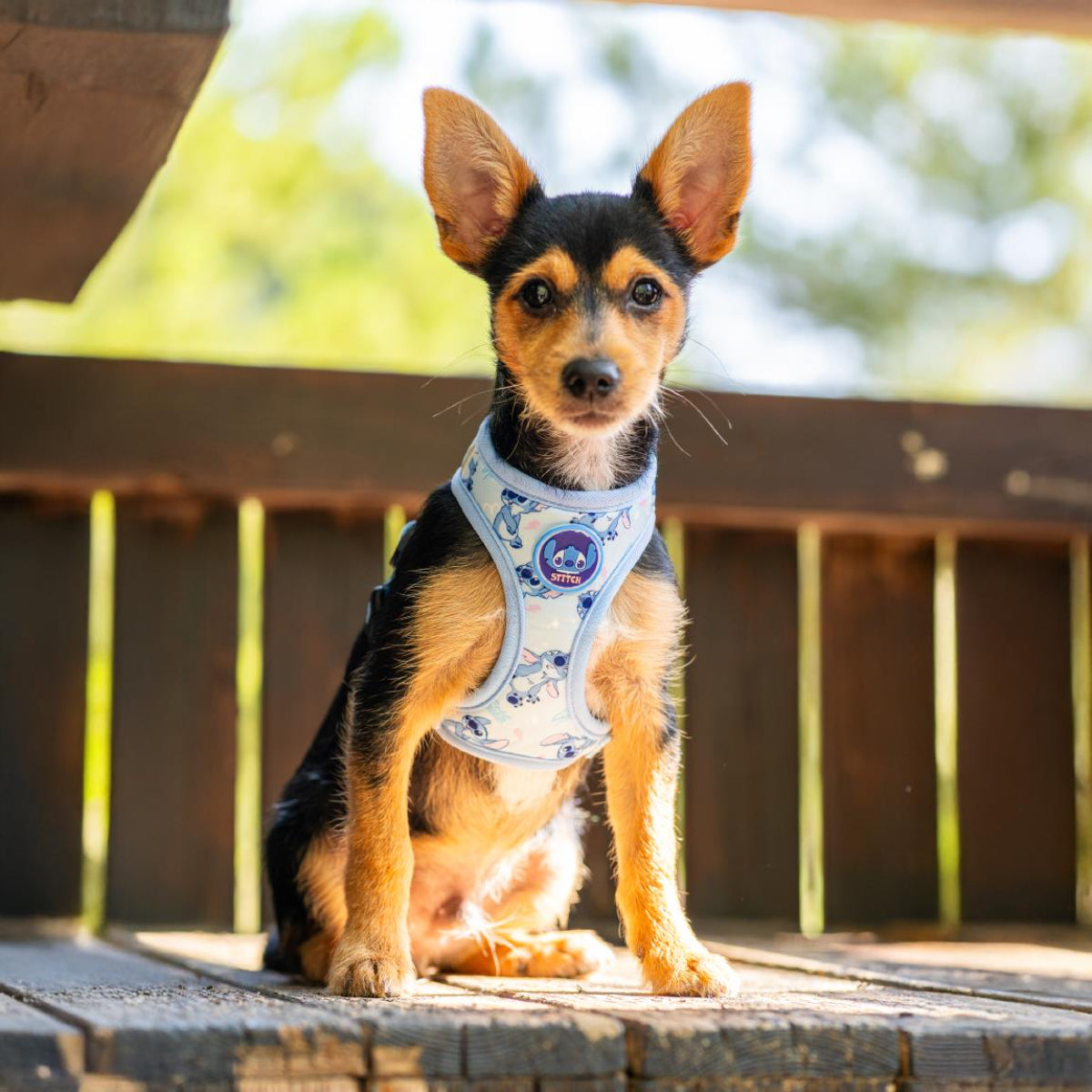 Lilo & Stitch Hundegeschirr XS / S Sicheres Hundegeschirr für Spaziergänge & Outdoor