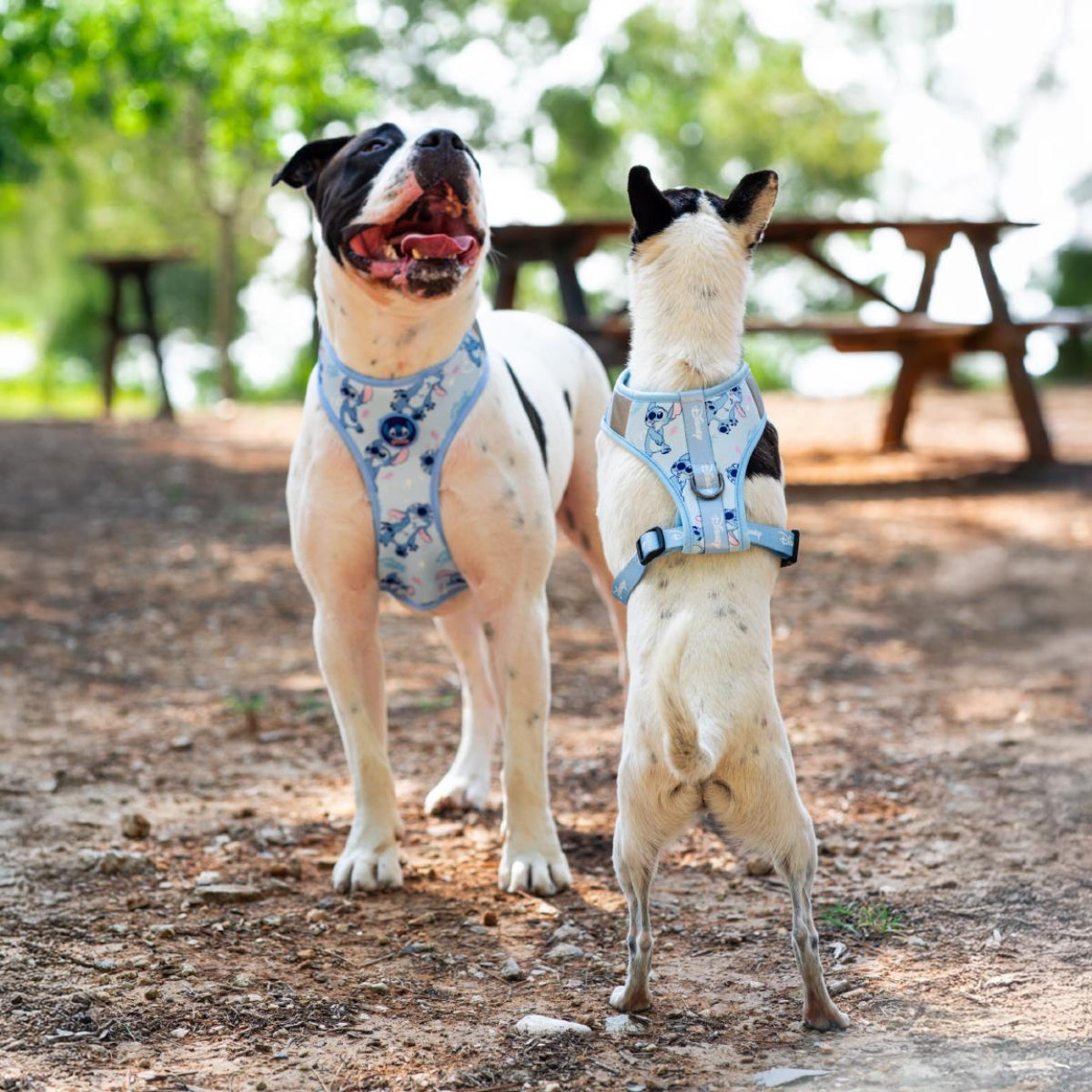 Lilo & Stitch Hundegeschirr S/M Sicheres Hundegeschirr für Spaziergänge & Outdoor