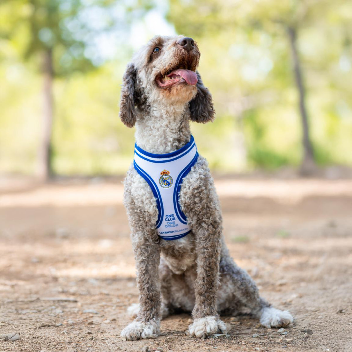 Real Madrid Hundegeschirr S/M Verstellbar & bequem für Hunde