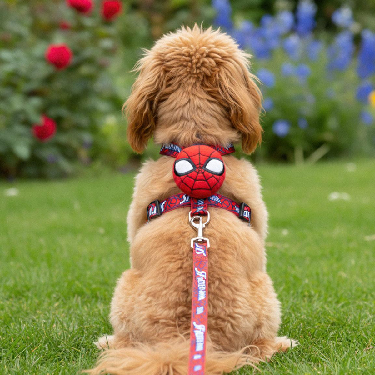 Marvel Spider-Man Hunde Geschirr mit Leine für Spaziergänge und Alltag