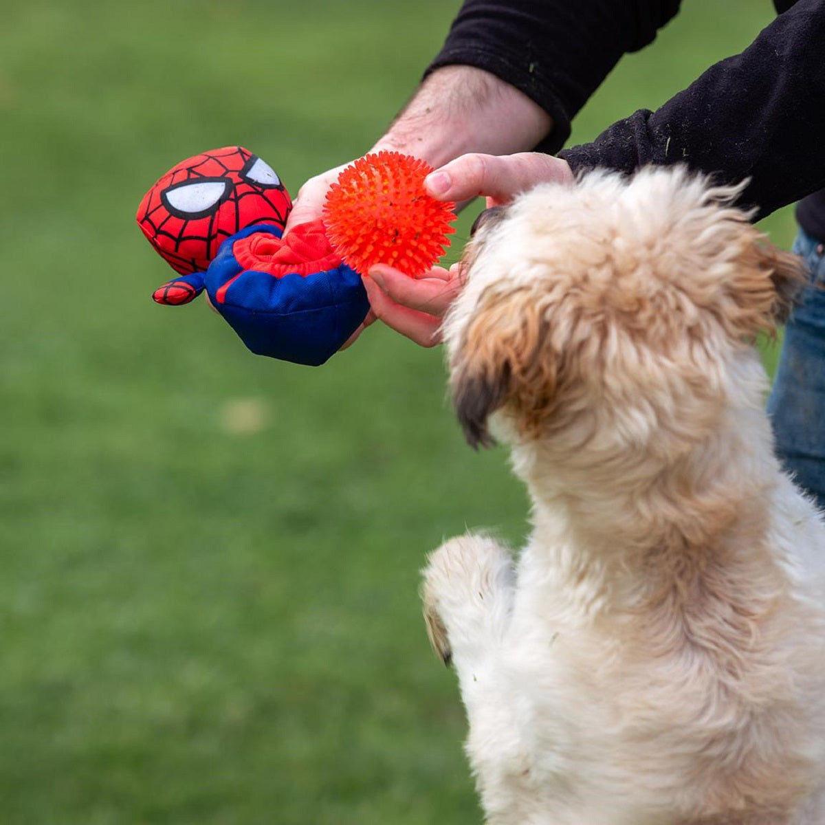 Spiderman Hundespielzeug – Weiches Kuscheltier mit integriertem Ball