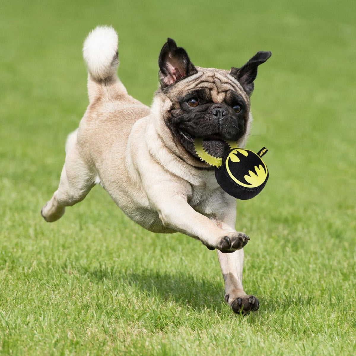 Batman Hundespielzeug – Beißring mit Quietscher & Zahnfleischmassage