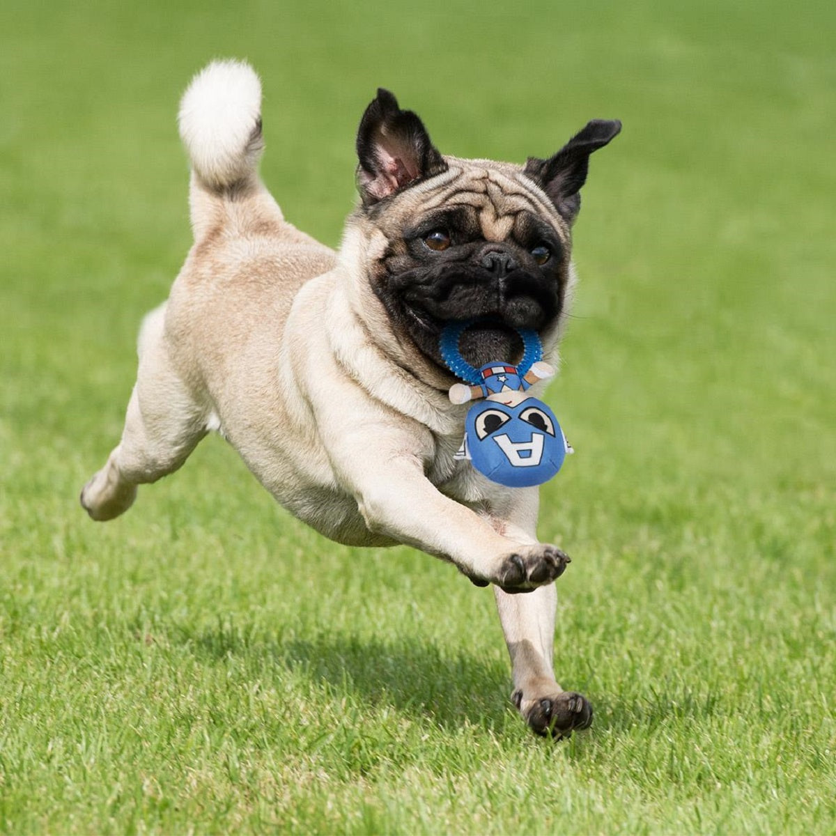 Captain America Hundespielzeug – Robuster Beißring mit Quietscher