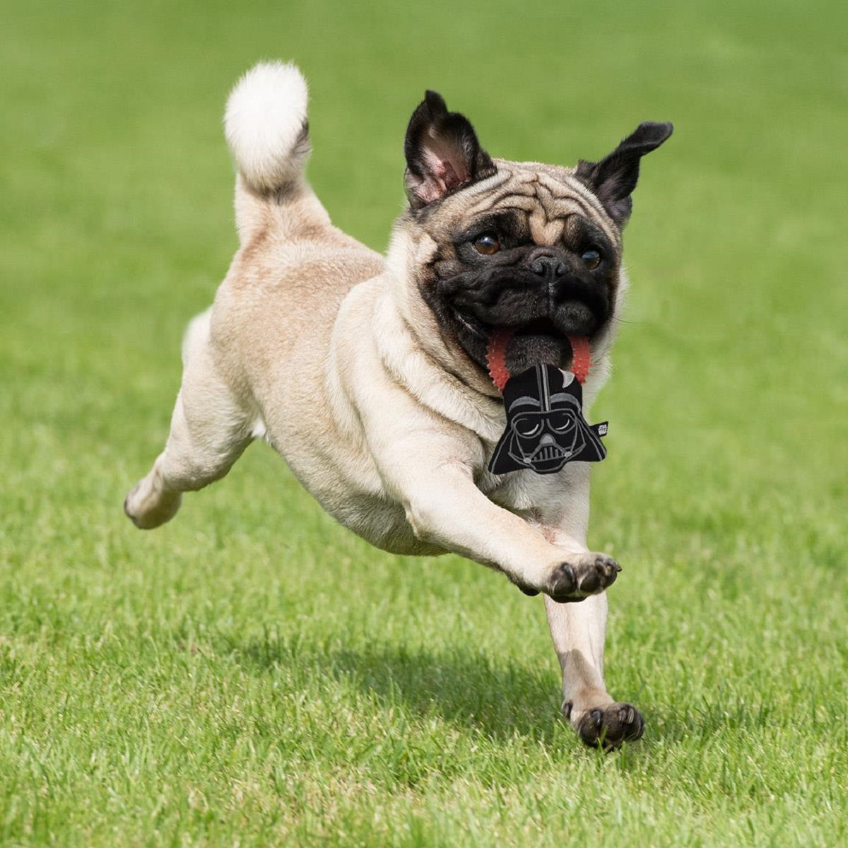 Star Wars Beißringe für Hunde Hundespielzeug Mit Quietscher & Zahnfleischmassage