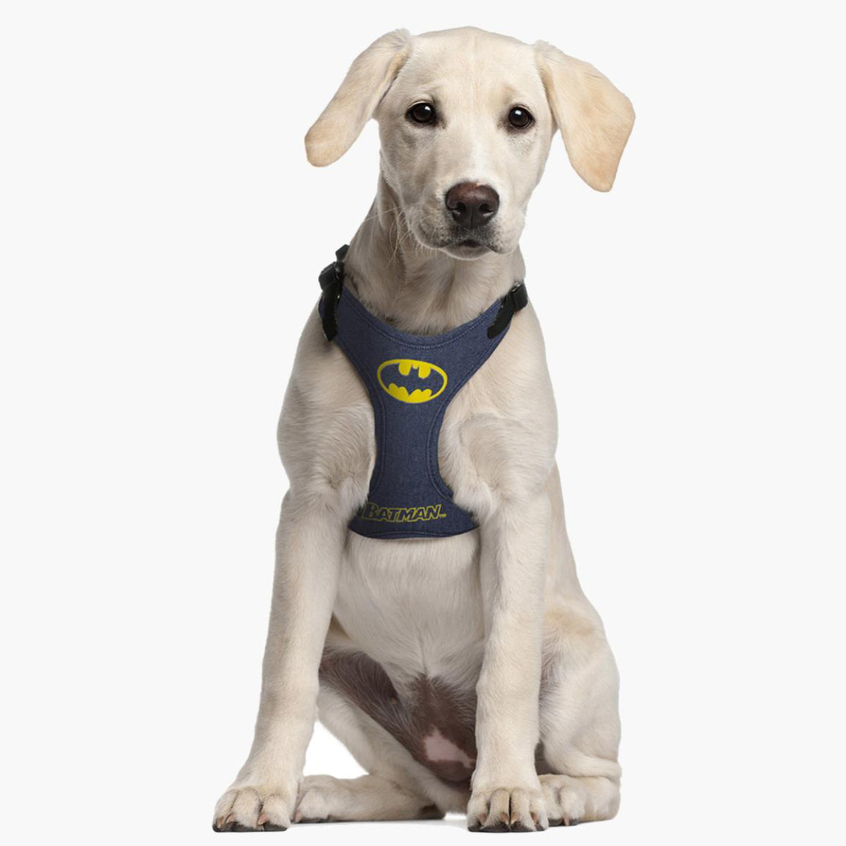 Batman Hundegeschirr XXS/XS – Verstellbar & robust für kleine Hunde
