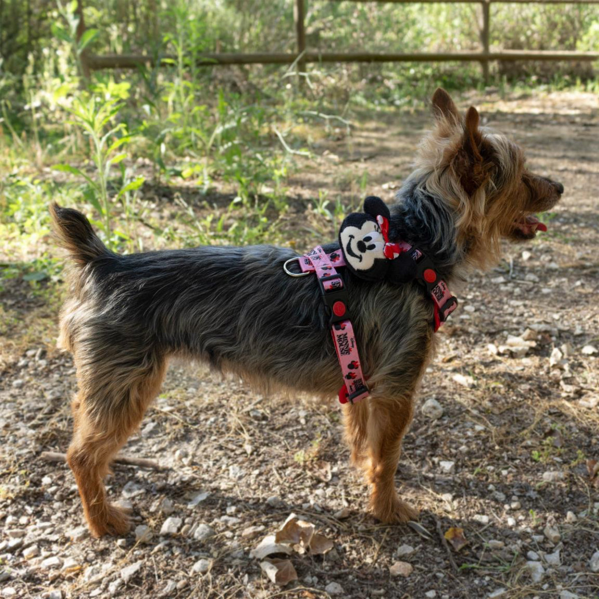 Disney Minnie Mouse Hunde Geschirr mit Leine für Spaziergänge und Alltag